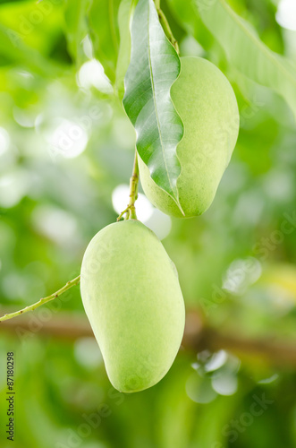 Raw mangoes hang on the tree