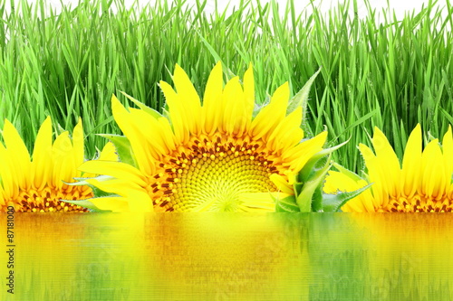 sun flower and grass field with water reflection background