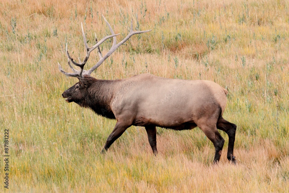 Majestic Bull Elk in Yellowstone Park
