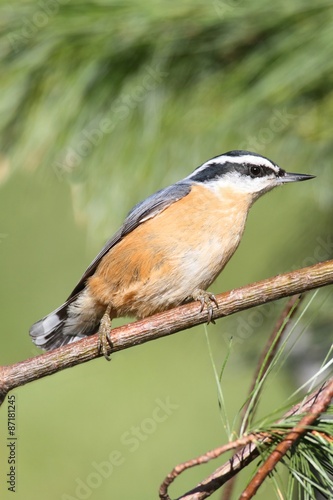 Red-breasted Nuthatch On A Perch