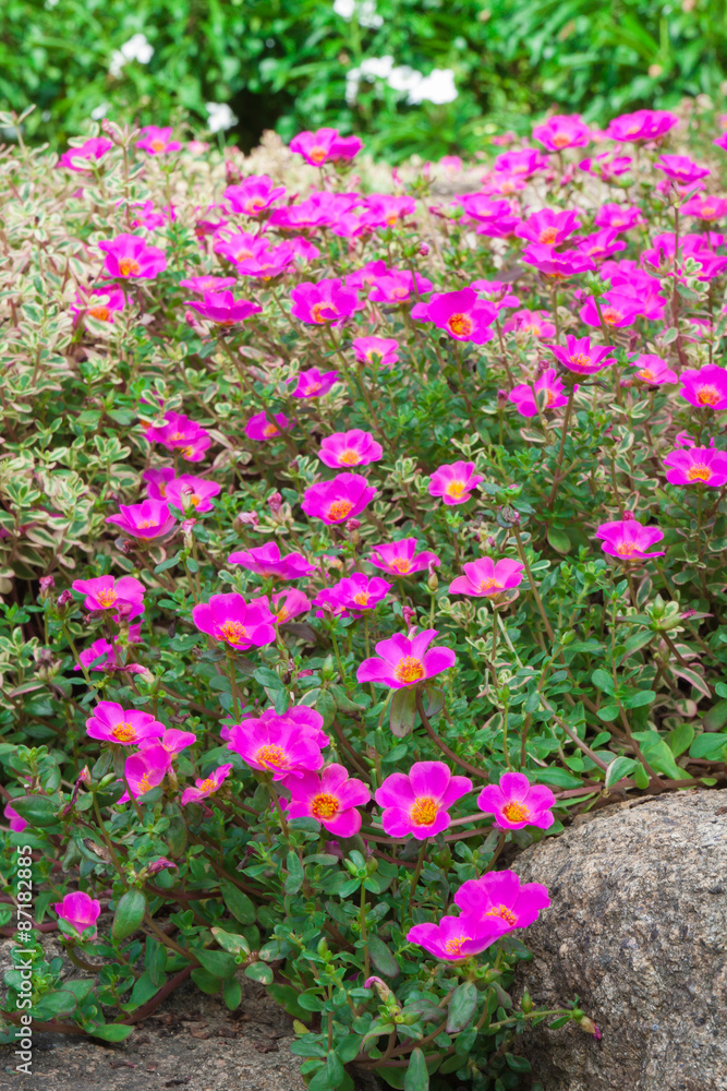 flower flower