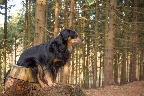 A dog sitting in the forest on a tree trunk