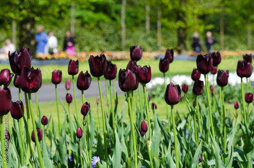 Beautiful black tulip flowers in Keukenhof Garden