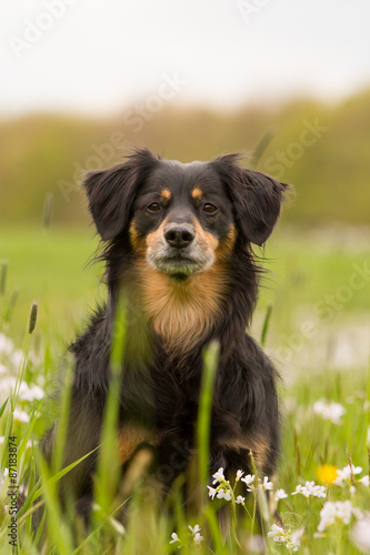 Dog sitting in the meadow and watch attentively