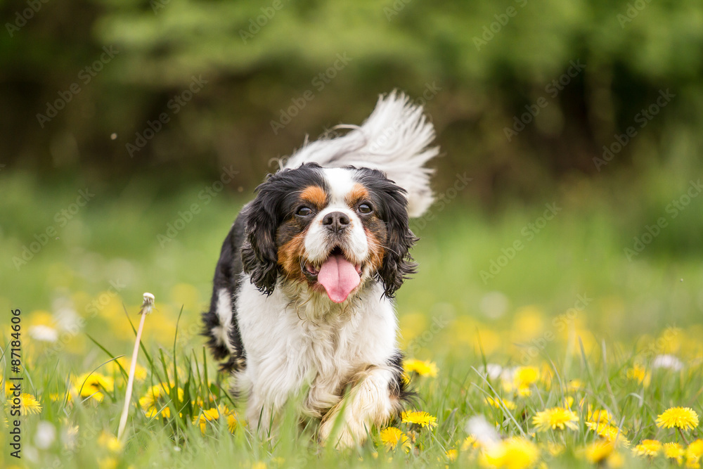 Cavalier King Charles dog walks across a meadow