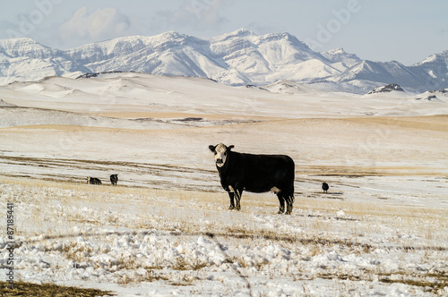 Billede på lærred Black Baldy Cows