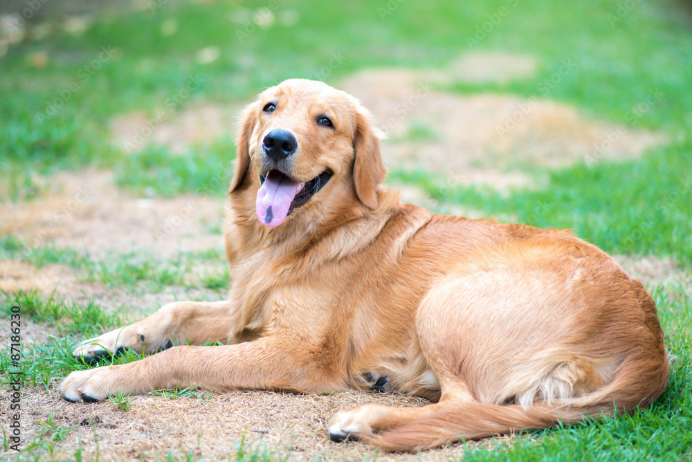 Golden Retriever 6 month old puppy