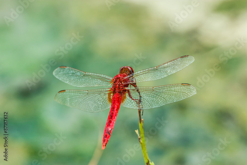 Dragonfly © ownza