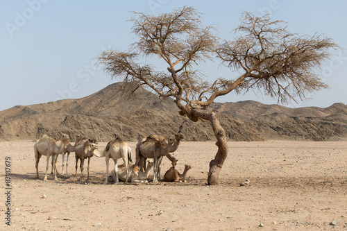 Kamele ausruhen sich unter der Akazie