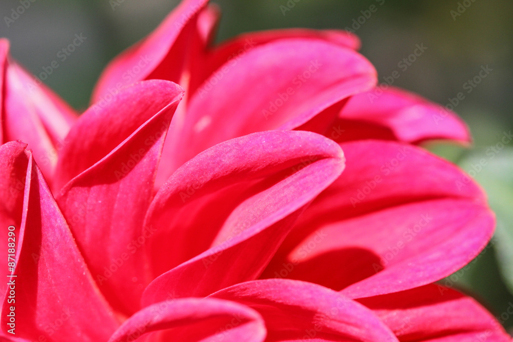 The red flower in my garden. The red flower in my garden.