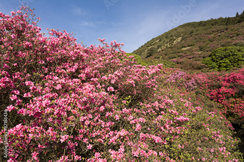 山をバックにピンクのツツジの花