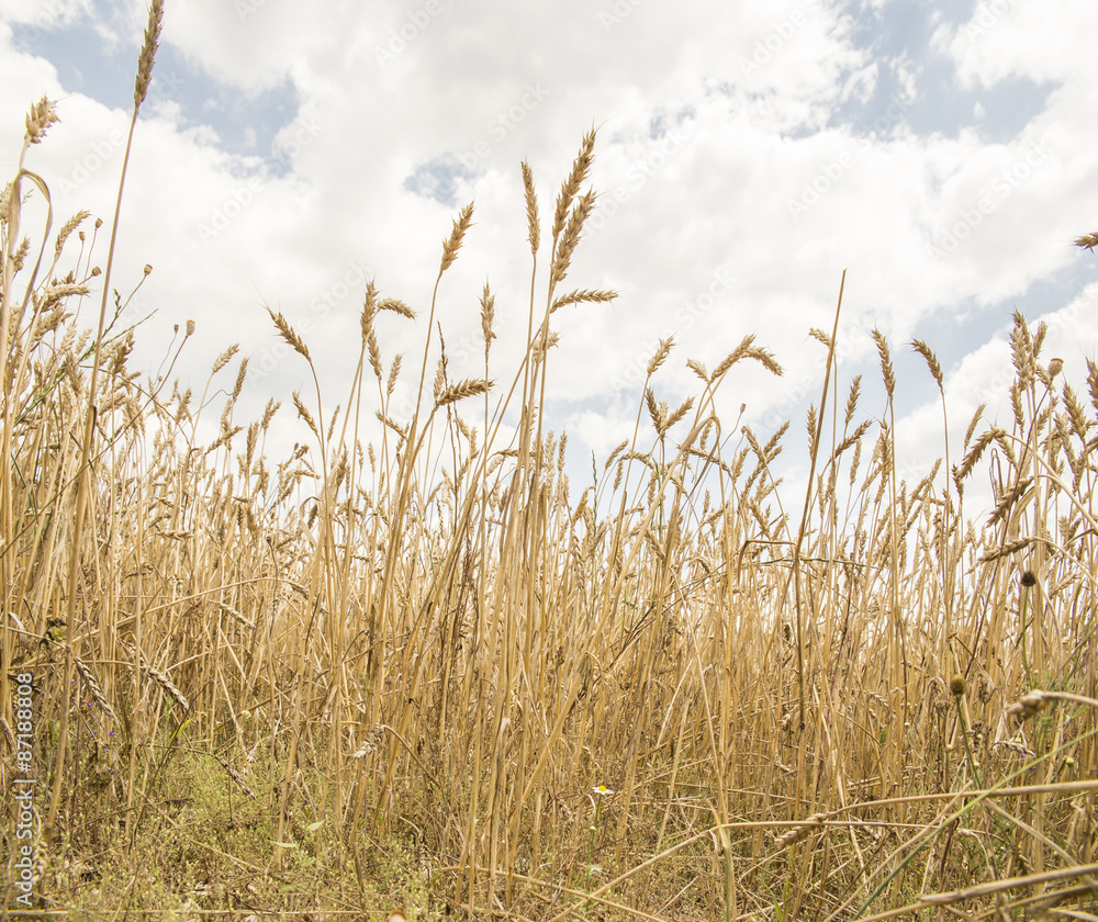Fototapeta premium wheat background