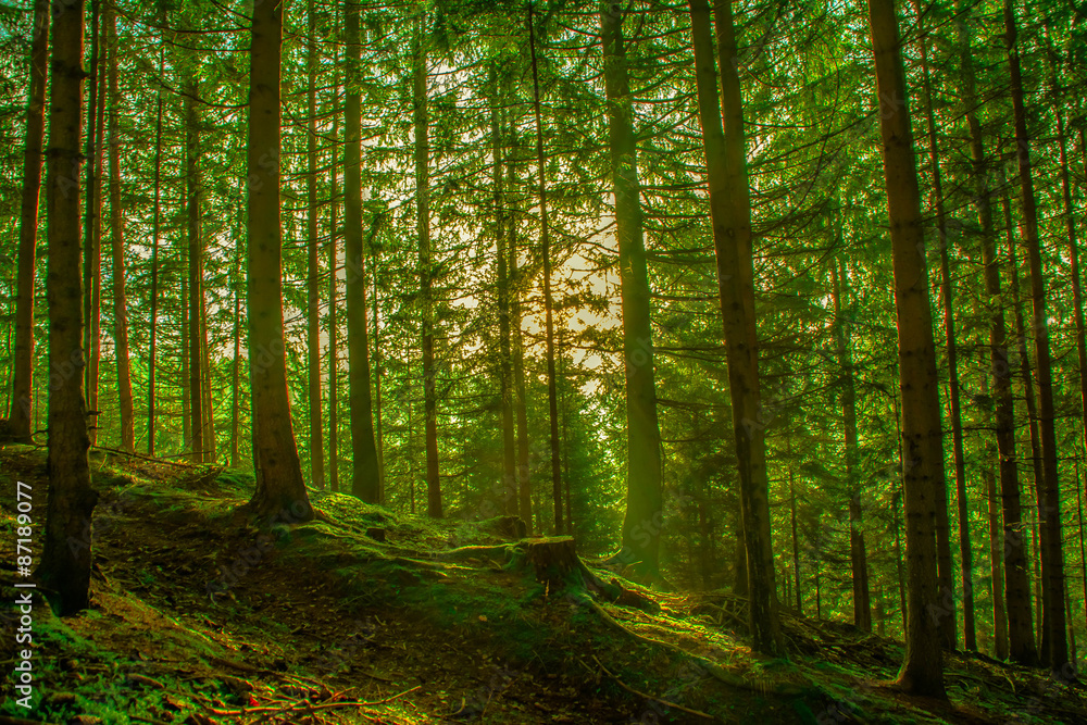 Obraz premium Wald im Sonnenlicht - Wanderweg