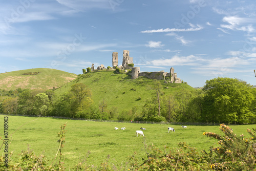 Corfe Castle with cows in fields in Dorset