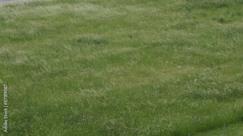 Field of wild grass on wind