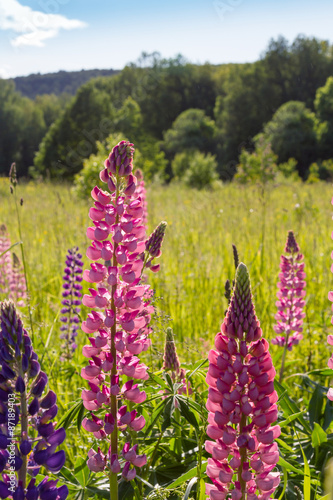 Lupins