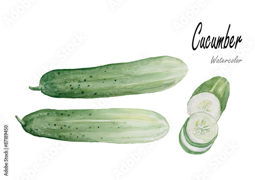 Cucumbers.Hand drawn watercolor painting on white background.Vector illustration