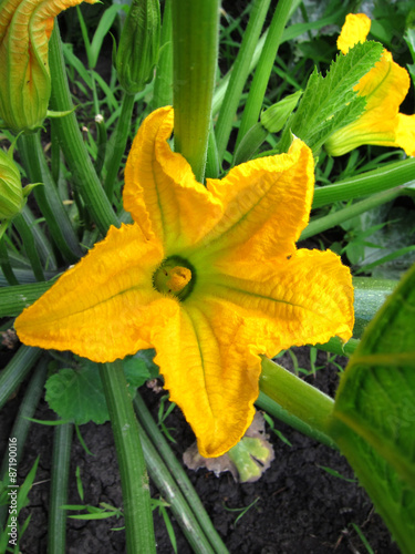 Zucchini Flower