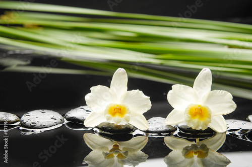 Black zen stone and orchid with green plant petal still life