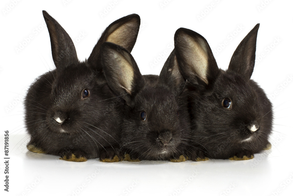Fototapeta premium three black rabbits on a white background