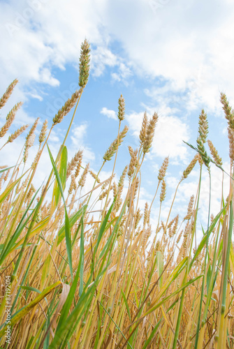 Yellow wheat growing in a farm field