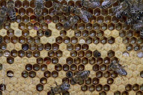 bees work on honeycombs