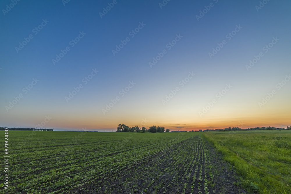 Beautiful Green Field and red Sunset