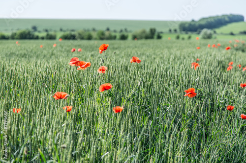 Field of red dainty poppies.