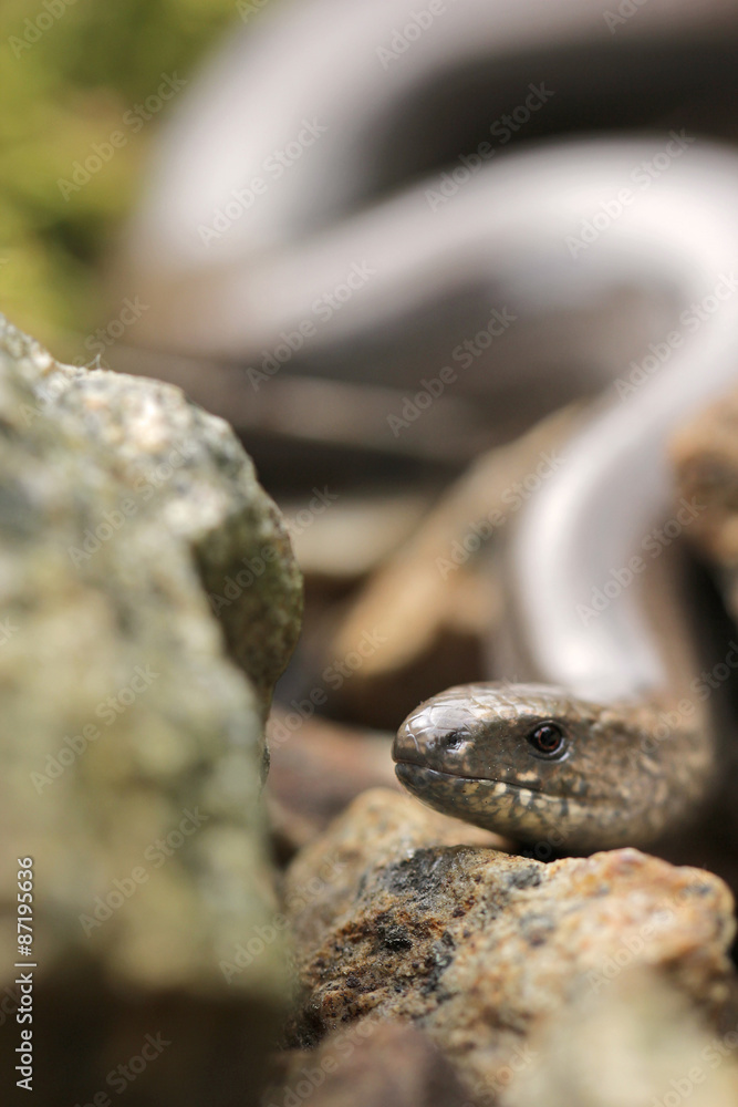 Fototapeta premium Slowworm, Anguis fragilis