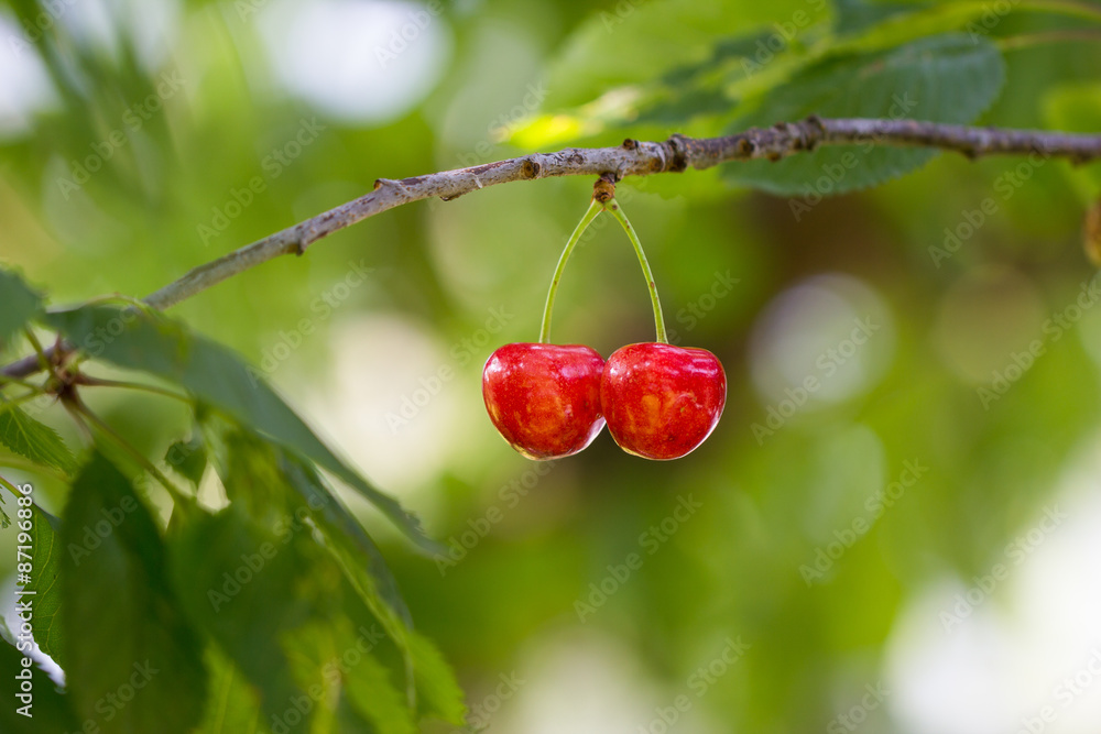Obraz premium Two Cherries
