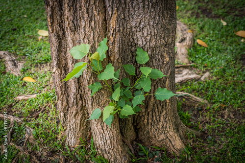 Young plant growing on tree, blurry soft focus