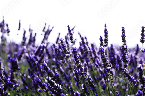 Fototapeta Naklejka Na Ścianę i Meble -  fields of blooming lavender flowers (Provence, France) 