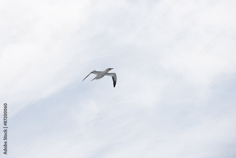 Northern gannet in flight Northern gannet in flight
