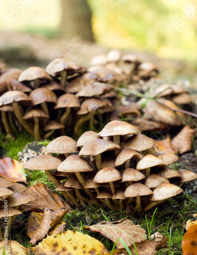 Wild mushrooms. An autumnal rural detail of wild mushrooms growing amongst the decaying leaves of the season.