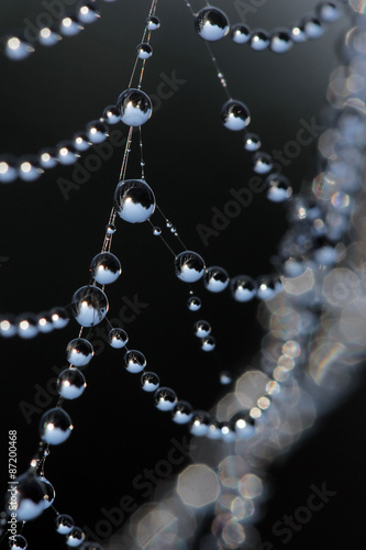 Dew drops on the spider web