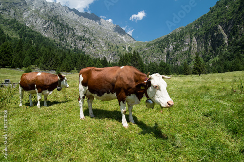 mucche © Riccardo Meloni