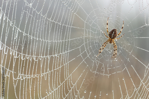 Obraz na plátně Dew drops on the spider web