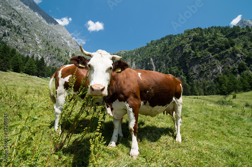 mucche © Riccardo Meloni