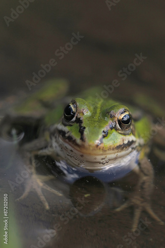 Green Frog, Lithobates clamitans in a pond