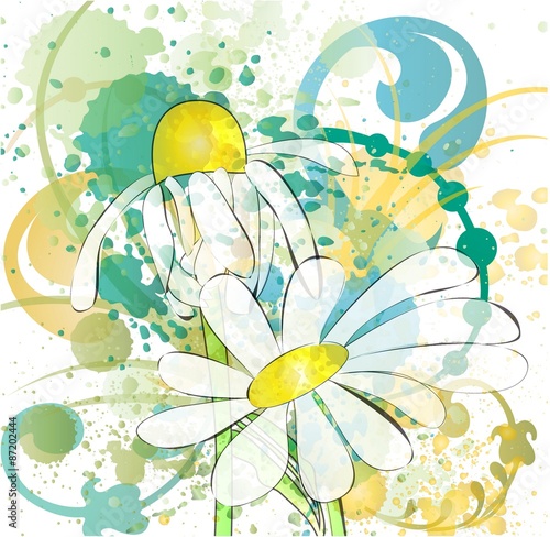Daisy flowers on colorful background