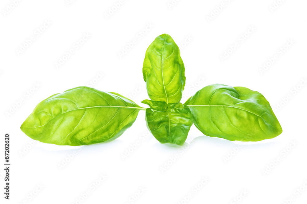 Fototapeta premium Hojas de albahaca frescas aisladas sobre fondo blanco