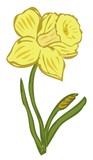 Narcissus flower illustration background
