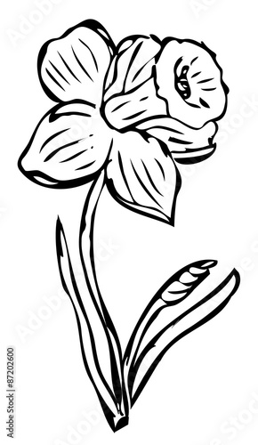 Narcissus outline illustration vector