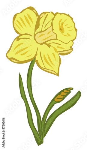 Narcissus flower illustration background