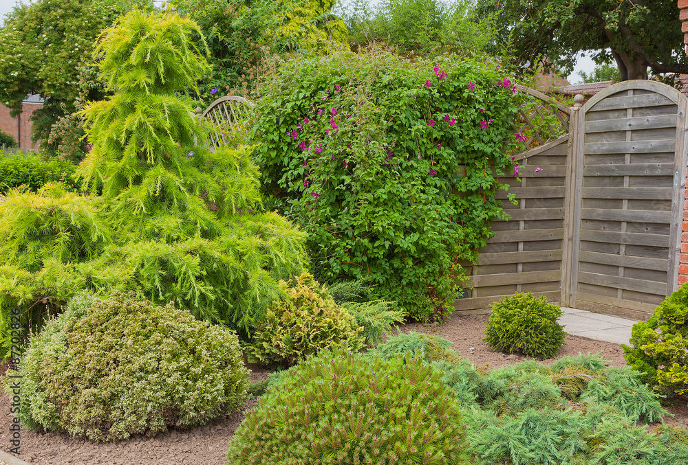 Evergreen shrubs and trees in a garden corner