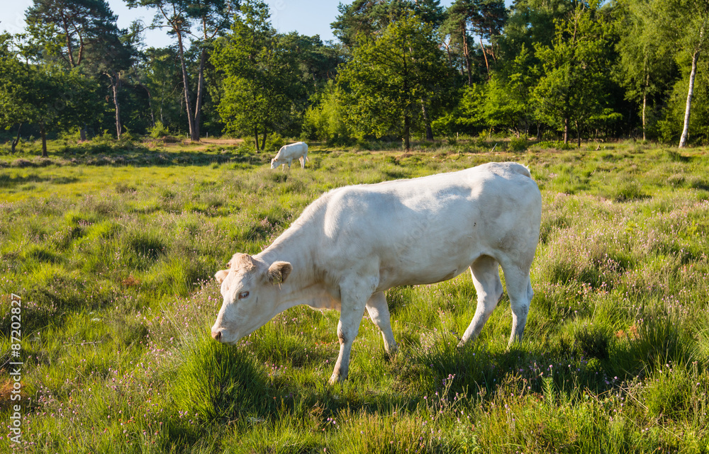 White cow standing in moorland with flowering heather White cow standing in moorland with flowering heather