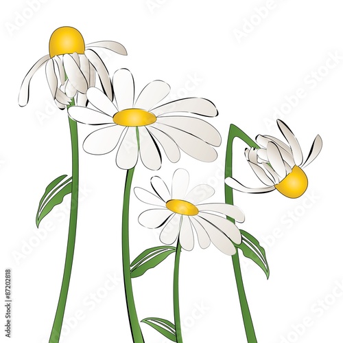 Daisy flowers