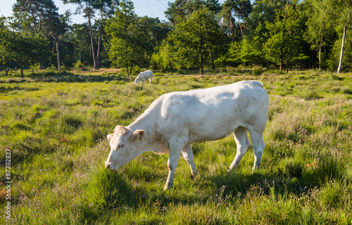 White cow standing in moorland with flowering heather