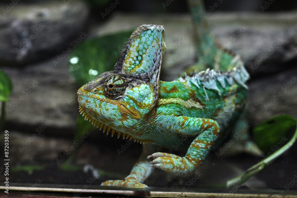 Veiled chameleon (Chamaeleo calyptratus). Veiled chameleon (Chamaeleo calyptratus).