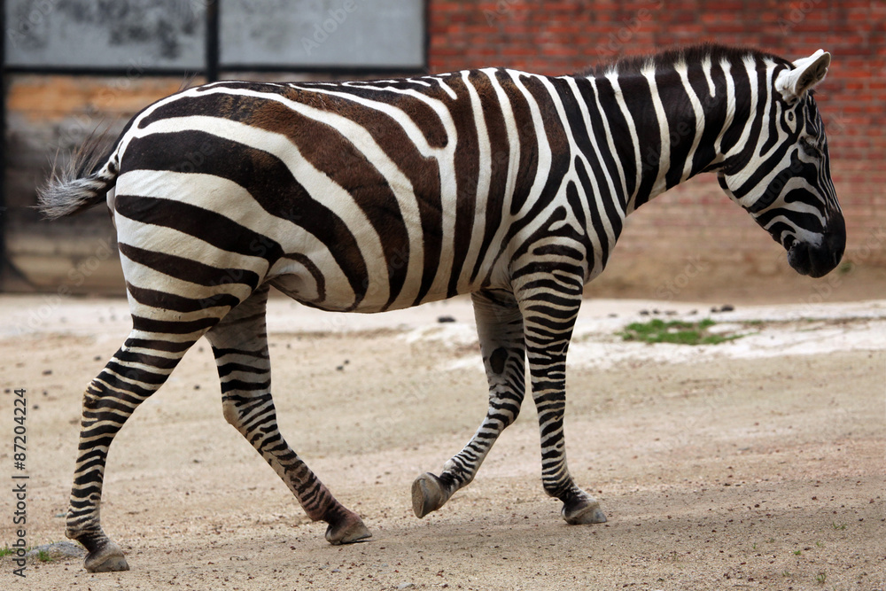 Maneless zebra (Equus quagga borensis). Maneless zebra (Equus quagga borensis).
